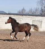 Кобыла крови полный  импорт