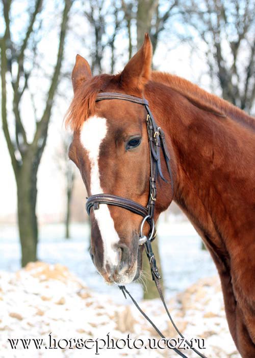 автор фото: MeDGli$ (horsephoto.ucoz.ru)