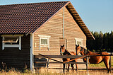 Приглашаем на постой молодых и возрастных лошадей