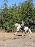 Серый андалуз