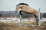 Жеребец в любую дисциплину