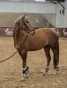 ПОЛУКРОВНЫЙ ЖЕРЕБЕЦ 4 ГОДА