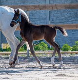 кобылка от Persens De Muse (KWPN) 