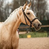 ПЕРСПЕКТИВНА В ВЫЕЗДКУ