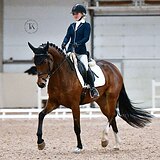 ПЕРСПЕКТИВНАЯ КОБЫЛА KWPN