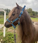 ШИКАРНЫЙ ПОНИ ПОД НАЧИНАЮЩ