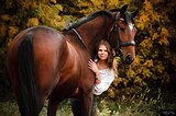 Жеребец спорт.помесь 