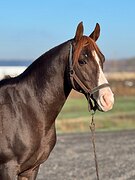 Арабский жер. 2013 гр, 156 вх