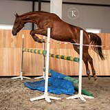 РЫЖАЯ КОБЫЛА 5 ЛЕТ В КОНКУР