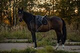 СТАРАТЕЛЬНЫЙ