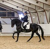 мерин в выездку 3/4 импорт