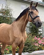 ДУШЕВНЫЙ МЕРИН В СПОРТ