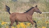 Кобылка в спорт