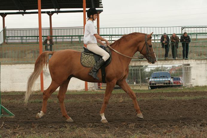 Жеребец КЗ им. Буденого