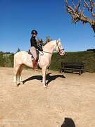 Жемчужный андалуз