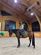 мерин в конкур