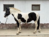 Любительский вариант