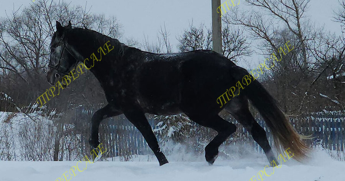 Разряды в конном спорте конкур