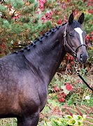 КОБЫЛА 4 ГОДА 169 СМ В ХОЛКЕ