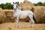 аппалуза пони 