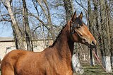 ГНЕДАЯ КОБЫЛА 3 ГОДА
