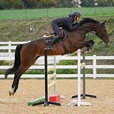 КОБЫЛА 6 ЛЕТ 167 СМ В ХОЛКЕ