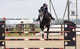 Орловский мерин в любитель