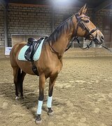 ВЫСОКАЯ КОБЫЛА В ХОББИ
