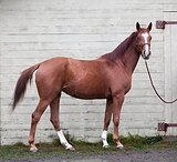 Кобыла в спорт, трак.помесь