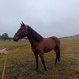 Общительная кобыла