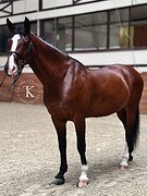 КОБЫЛА НА МАРШРУТЫ ДО 135 СМ