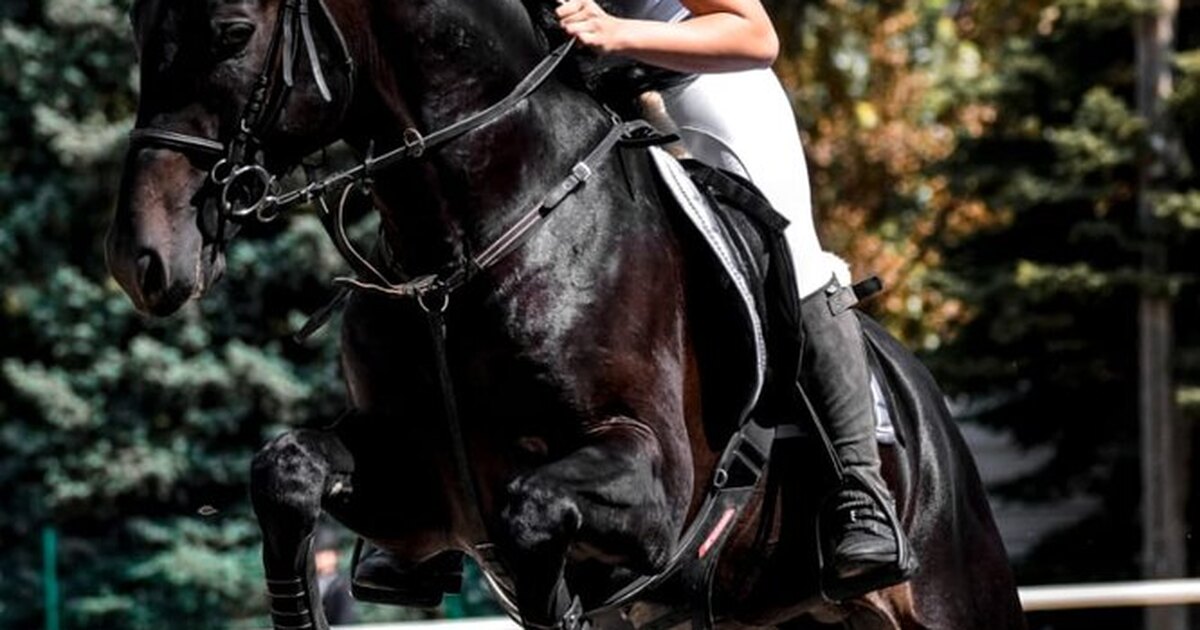 Конный спорт нижний