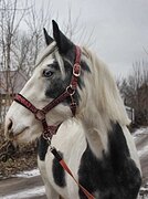 Голубоглазая в хобби, опово
