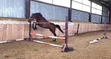 МОЛОДОЙ ЖЕРЕБЧИК