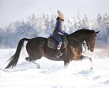 ВЫСОКИЙ МЕРИН В КОНКУР