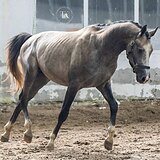 ТРАКЕНЕНСКИЙ ЖЕРЕБЕЦ 4 ГОДА