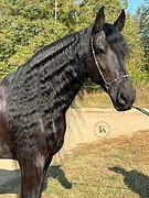 ШИКАРНАЯ ФРИЗСКАЯ КОБЫЛА