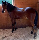 ПОНИ-КЛАСС В ДЕТСКИЙ СПОРТ