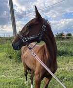 КОБЫЛА • СРОЧНАЯ ПРОДАЖА