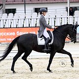 КОБЫЛА 10 ЛЕТ УРОВЕНЬ СП1 