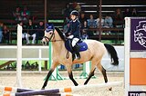 Мерин 2017 гр, 156 вх