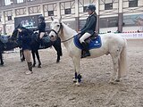Мерин 