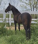 Ходит в поля / ездят дети 