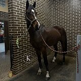 ПЕРСПЕКТИВЕН В СПОРТ