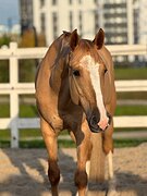МЕРИН ПОД НОВИЧКОВ И ОПЫТНЫ