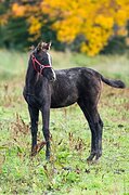 Молодая серая КОБЫЛКА, Опов