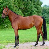 КОБЫЛА ОТ CLINTINO 4 ГОДА