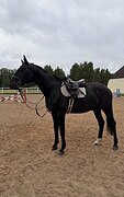 Мерин