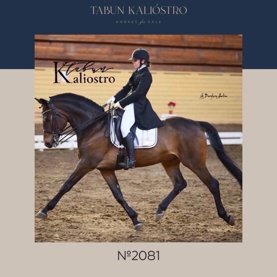 2008 год лошади. золотая монета 100 долларов австралия лунар. монета год лошади 2014 серебро. 2002 год лошади. лошади.