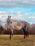 ЛОШАДЬ ДЛЯ ДУШИ